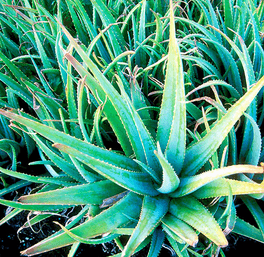 natural aloe vera gel for face benefits